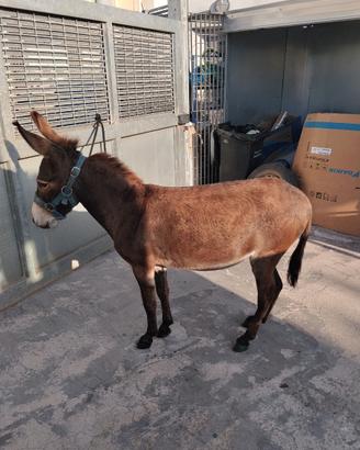 Cavallo asina
