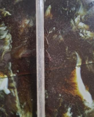 Tubo pescaggio sifone selz, brevettato 34357 