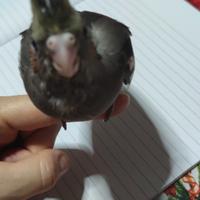 Calpsite allevate a mano