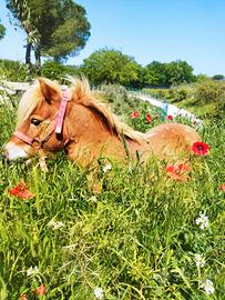 Pony tipo shetland 
