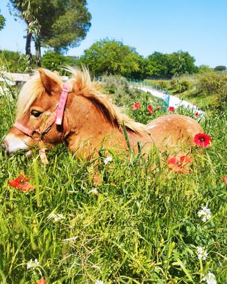 Pony tipo shetland 