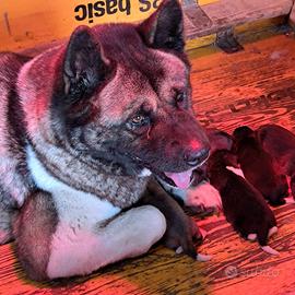 Cucciolo cuccioli akita americano maschio femmina