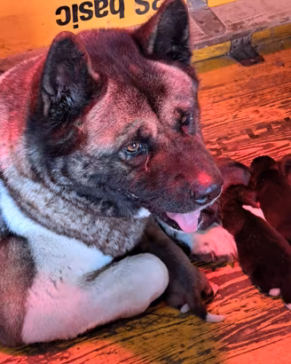 Cucciolo cuccioli akita americano maschio femmina