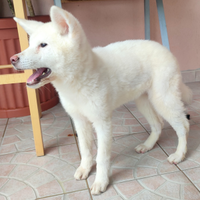 Splendidi Cuccioli AKITA Eccellente Pedigree Enci