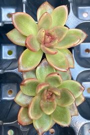 echeveria Abundant 