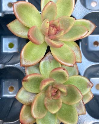 echeveria Abundant 