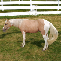 Paint Stallone x 2026