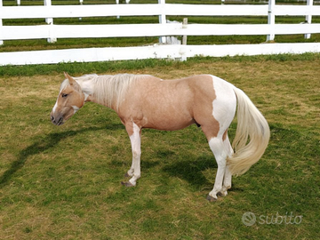 Paint Stallone x 2026