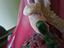 Immagine 6