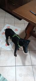 Jagdterrier 