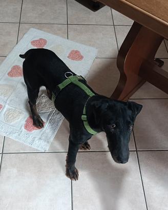 Jagdterrier 
