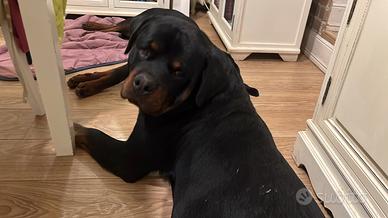 2 rottweiler maschio e femmina