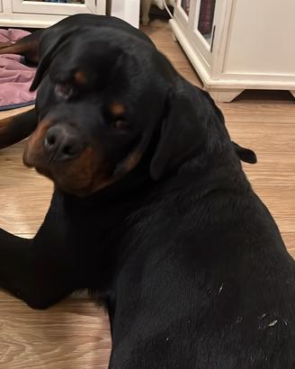 2 rottweiler maschio e femmina