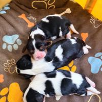 Cucciole cavalier king bianche e nere