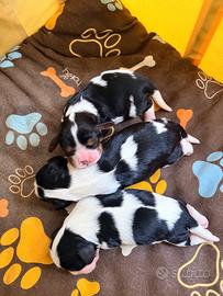 Cucciole cavalier king bianche e nere