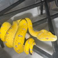 Morelia viridis aru hw x aru maschio