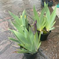 Piante di Iris germanica o Giaggiolo