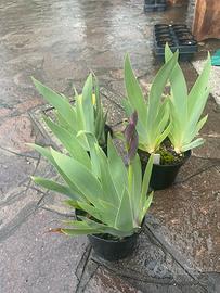 Piante di Iris germanica o Giaggiolo