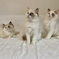 Cuccioli Ragdoll