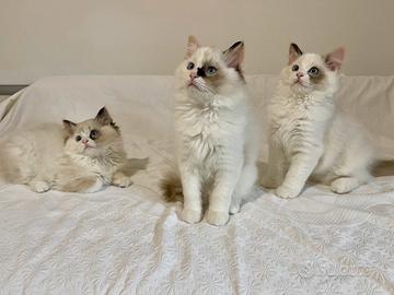 Cuccioli Ragdoll