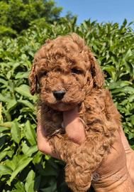 Cuccioli Barboncino Toy