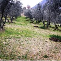 Terreno agricolo - uliveto - in sabina