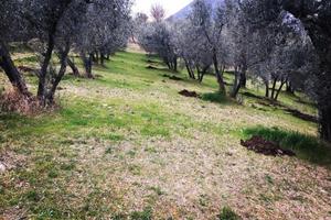 Terreno agricolo - uliveto - in sabina