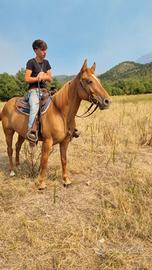 Cavalla
