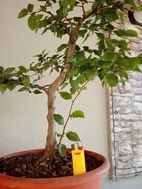 Prebonsai carpino bianco