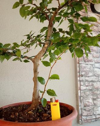 Prebonsai carpino bianco