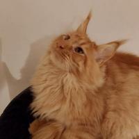 Stupendi Gattini Maine Coon