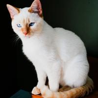 Siamese Thai Red Point