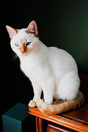 Siamese Thai Red Point