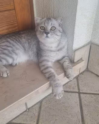 Gattini Scottish 