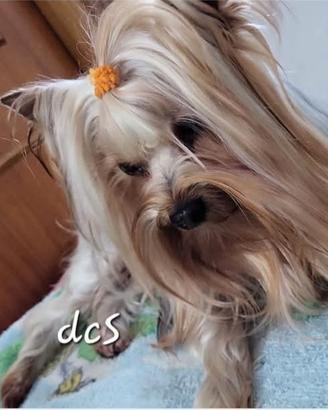 Yorkshire terrier ex fattrice