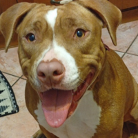 Cucciola amstaff