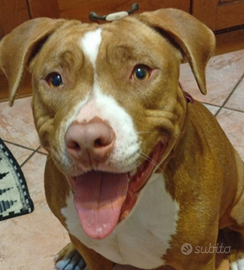 Cucciola amstaff