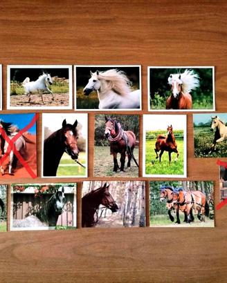 CARTOLINE FOTOGRAFICHE CAVALLI **NUOVE**