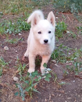 Husky siberian