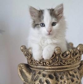 Gattini siberiano