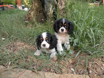 Cuccioli di cavalier king tricolore con pedigree