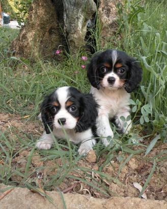Cuccioli di cavalier king tricolore con pedigree