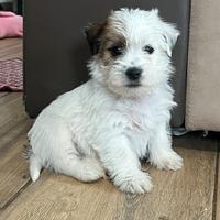 Jack russell terrier