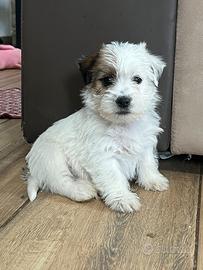 Jack russell terrier
