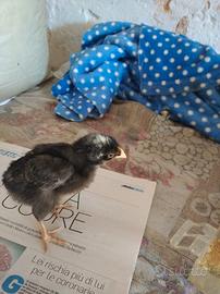 Pulcino Rugantino