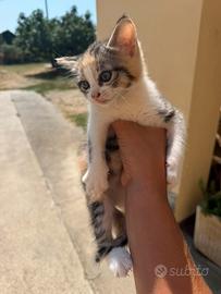 Gattina tre colori