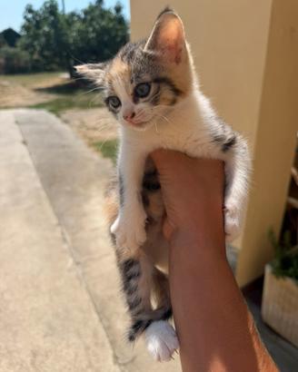 Gattina tre colori