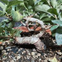 Pre Bonsai pero selvatico