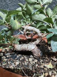 Pre Bonsai pero selvatico