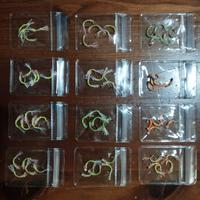 montature per la pesca all AGONE (sardine di lago)